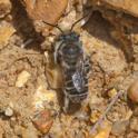 Megachile Leachella (Silvery Leafcutter Bee).jpg